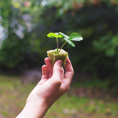 Aeroponic Growing Systems